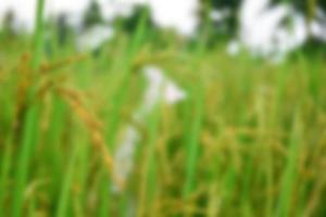 Beautiful rice field and ear of rice. Blurred background photo