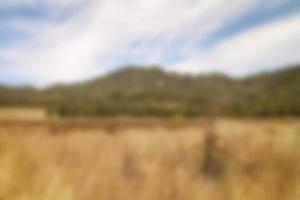 blur view of meadow in summer, with a view of dry grass. Blurred background photo