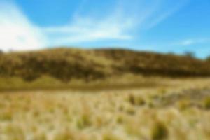 blur view of meadow in summer, with a view of dry grass. Blurred background photo