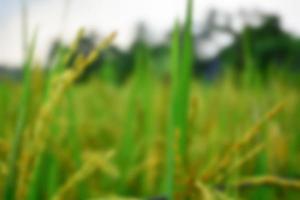 Beautiful rice field and ear of rice. Blurred background photo