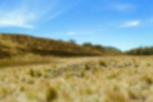 vista borrosa de la pradera en verano, con vistas a la hierba seca. fondo borroso foto