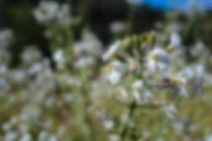 defocused view of wild flowers and grass in a meadow. blurred background photo