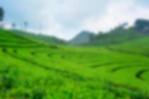 Tea garden view with cloudy clouds. Green nature blured background for your text photo