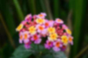 defocused view of wild flowers and grass in a meadow. blurred background photo