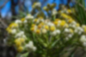 defocused view of wild flowers and grass in a meadow. blurred background photo
