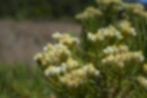 defocused view of wild flowers and grass in a meadow. blurred background photo