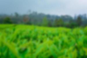 Tea garden view with cloudy clouds. Green nature blured background for your text photo