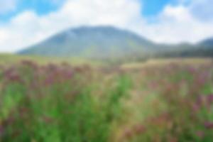 blur view of meadow in summer, with a view of dry grass. Blurred background photo