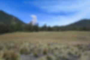 blur view of meadow in summer, with a view of dry grass. Blurred background photo