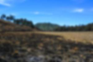 blur view of meadow in summer, with a view of dry grass. Blurred background photo