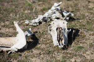 sheep skull and bones on the ground photo