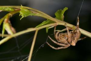 Spider hanging from its web photo