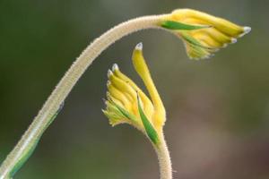 canguro amarillo pow flor oeste de australia foto