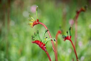 canguro rojo pow flor oeste de australia foto