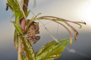 Spider hanging from its web photo