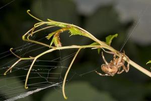 Spider hanging from its web photo