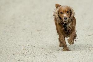 perro cocker spaniel ingles foto