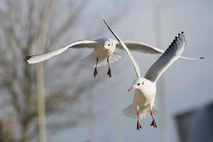 Seagull flying to you in the white background photo