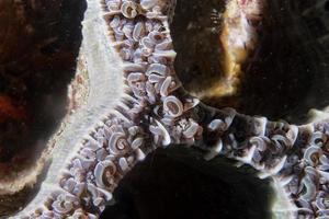 macro detalle de coral duro foto