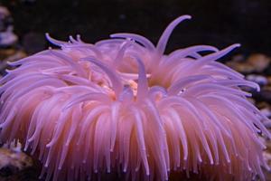 anémona rosa antártica de cerca bajo el agua foto