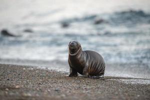 sea lion on the beach in Patagonia photo