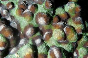 Hard coral macro detail from Raja Ampat, Papua Indonesia photo