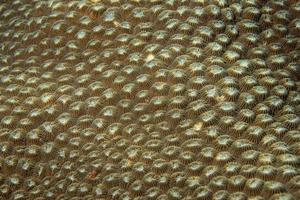 hard coral detail photo