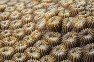 detalle de coral duro foto