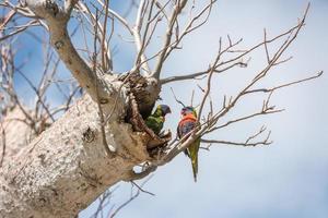 Australia parrot on boab tree photo