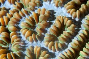 macro detalle de coral duro de raja ampat, papua indonesia foto