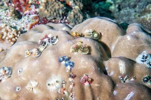 christmas tree worm while diving indonesia photo