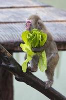 A monkey while eating photo