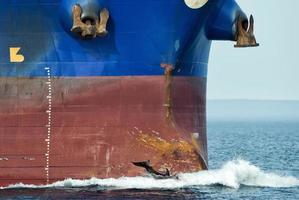 delfín saltando sobre la proa del barco foto