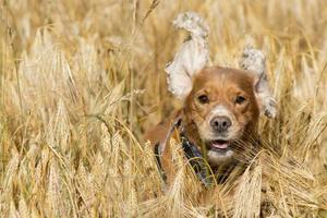 English puppy cocker spaniel running in wheat photo