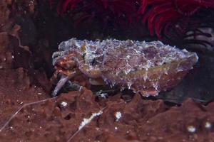 Squid cuttlefish underwater while eating shrimp photo