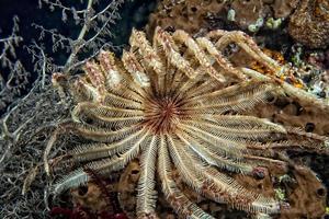 crinoid underwater while diving photo