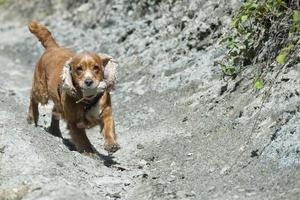 Puppy dog cocker spaniel photo