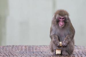 A monkey while eating photo