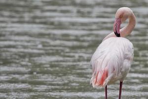 A pink flamingo portrait photo