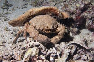 Anemone crab in Philippines photo