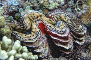 brown giant clam close up portrait photo