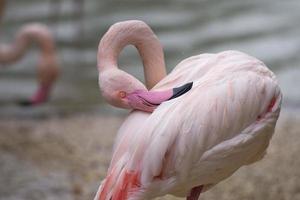 A pink flamingo portrait photo