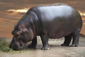 primer plano de retrato de hipopótamo foto