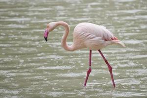 A pink flamingo portrait photo