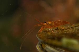 mediterranean red shrimp underwater detail photo