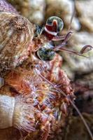 A colorful hermit crab eye macro photo