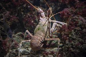 langosta mediterránea mientras caza bajo el agua foto