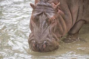 hippopotamus portrait in the water photo