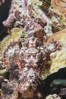 Squid cuttlefish underwater while eating shrimp photo