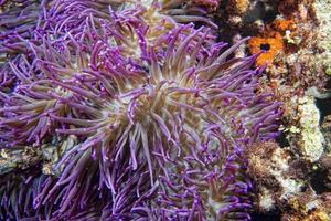 detalle de tentáculos de anémona violeta foto